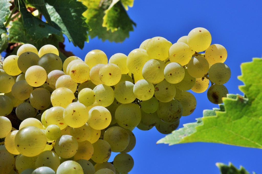 Agriturismo La Villa Romita Tavarnelle Val di Pesa Dış mekan fotoğraf